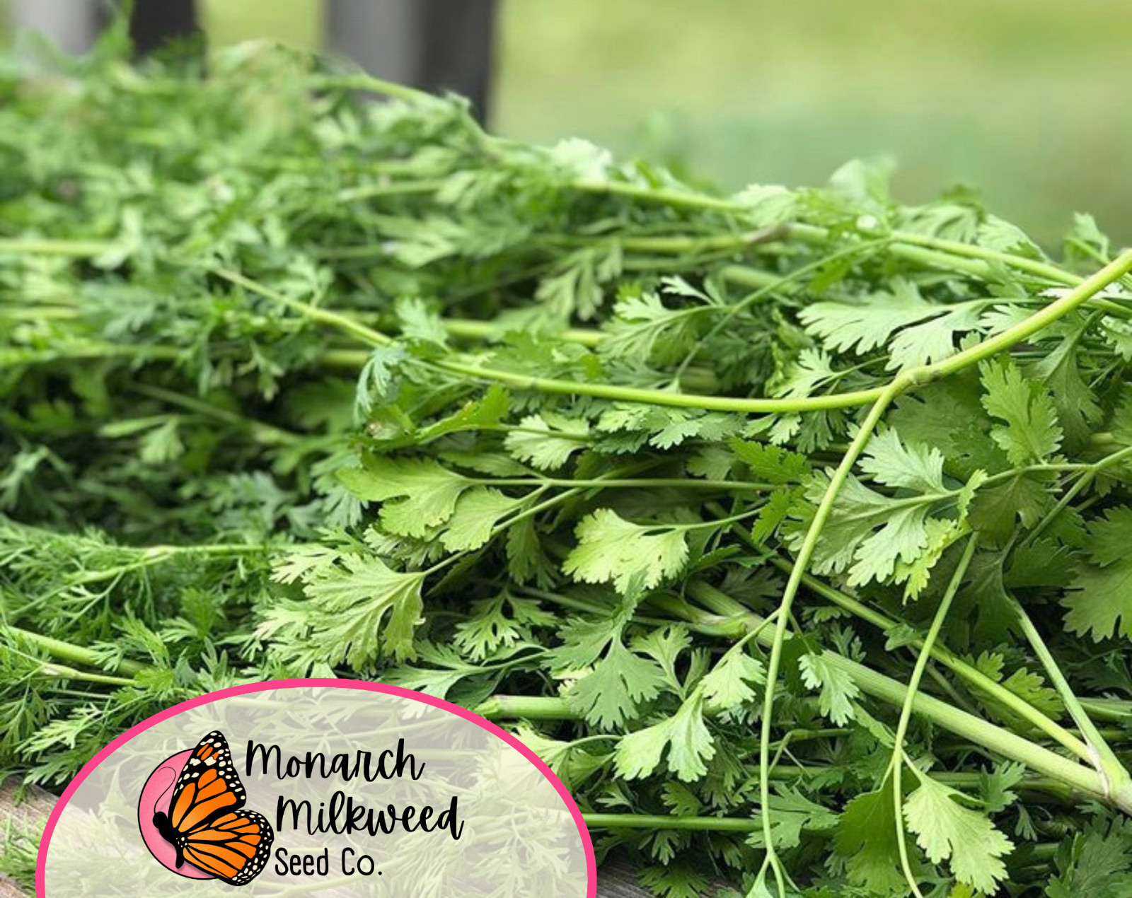 775+ Cilantro Seeds | Heirloom, Non-GMO, Vegetable Gardening Herb Seeds, USA