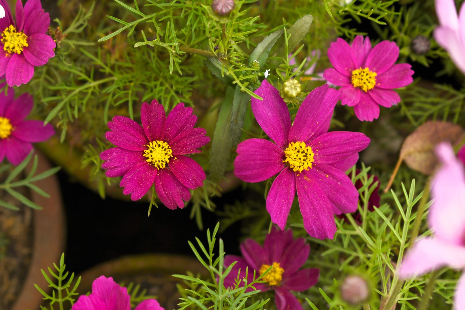 300 Wine Red TETRA VERSAILLES COSMOS Bipinnatus Hummingbird Flower Seeds