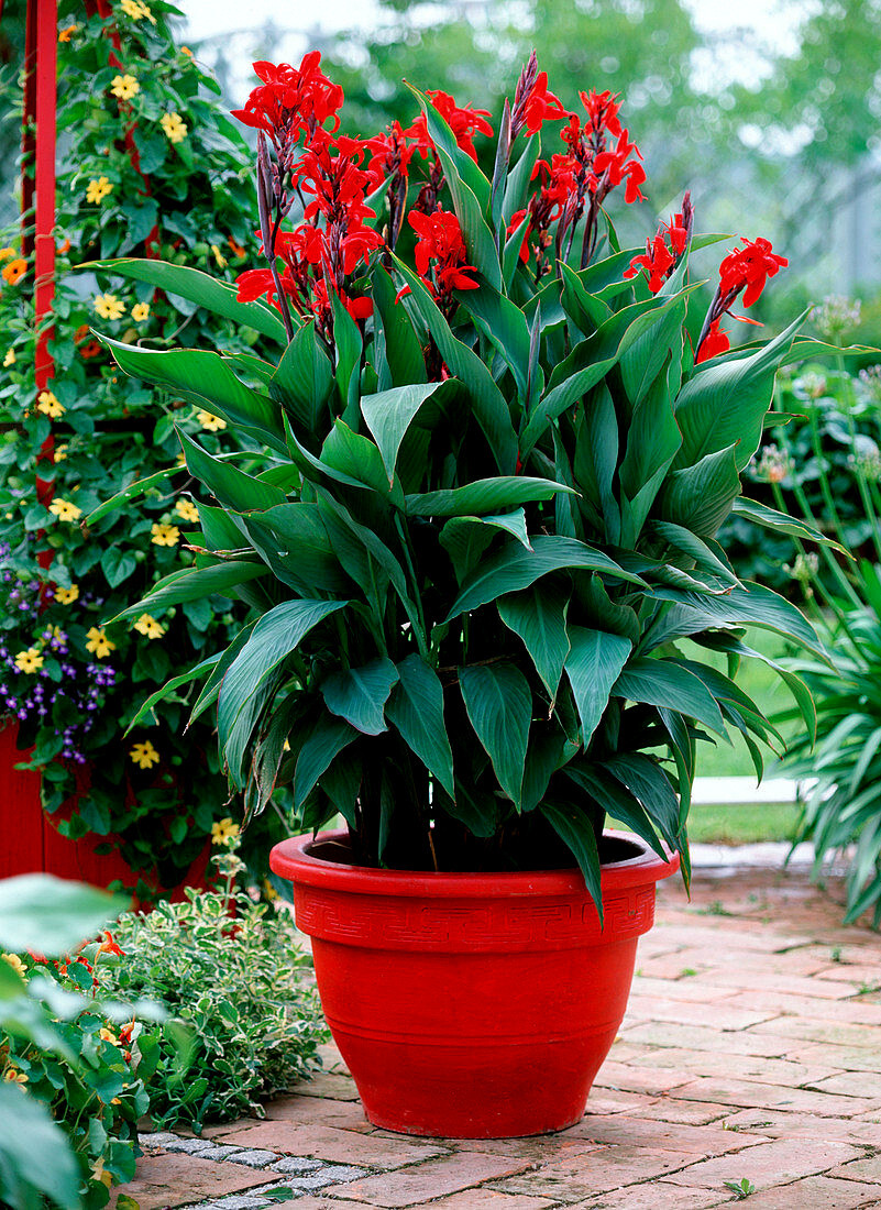 1,000 RED CANNA LILY INDICA SEEDS Arrowroot Flowers Attracts Hummingbirds