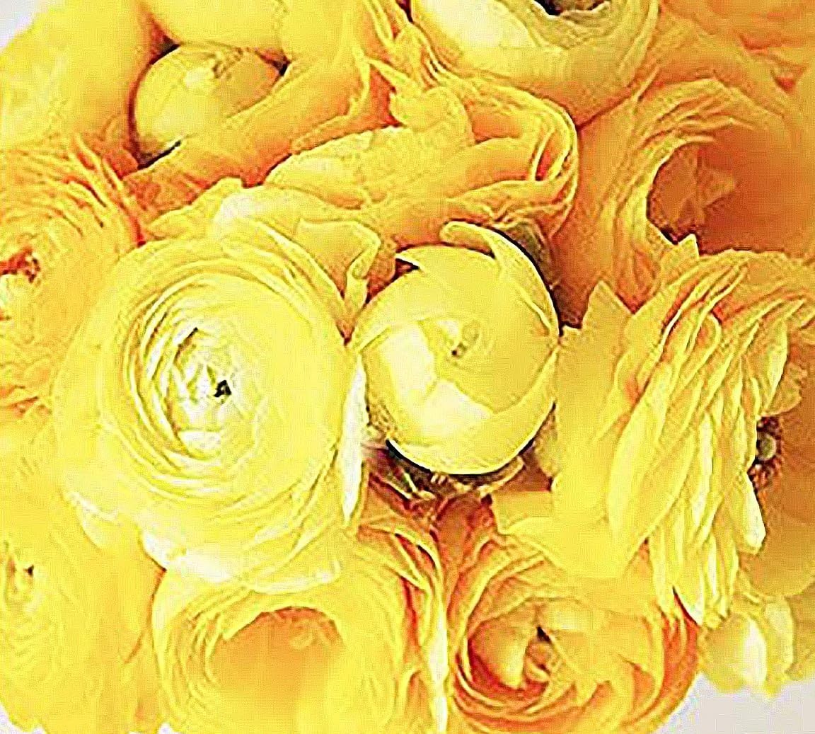 French Peony Mixed Ranunculus Bulbs 12 Large Corms Vibrant Multicolor Blooms