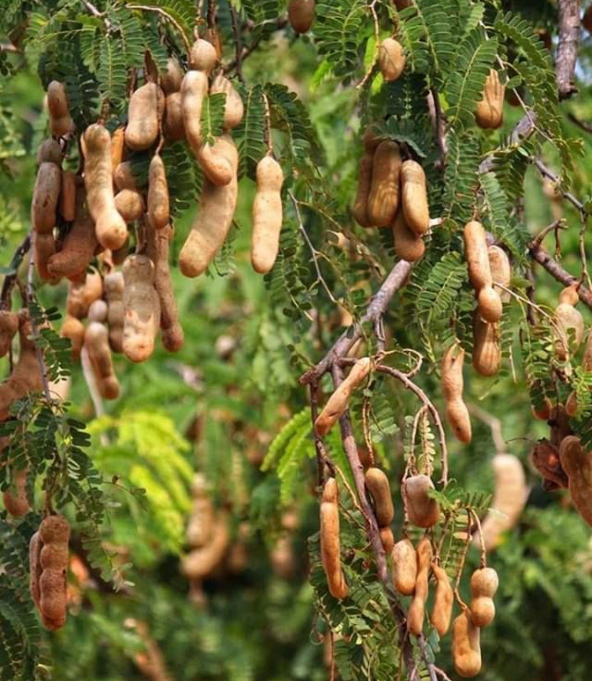 Tamarind Live Plant Tamarindus indica Tropical Fruit Tree 7-8 Inches Healthy