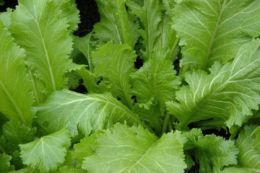 Mustard Green Seeds, Old Fashioned Mustard Green Seeds, “COOL BEANS N SPROUTS” B