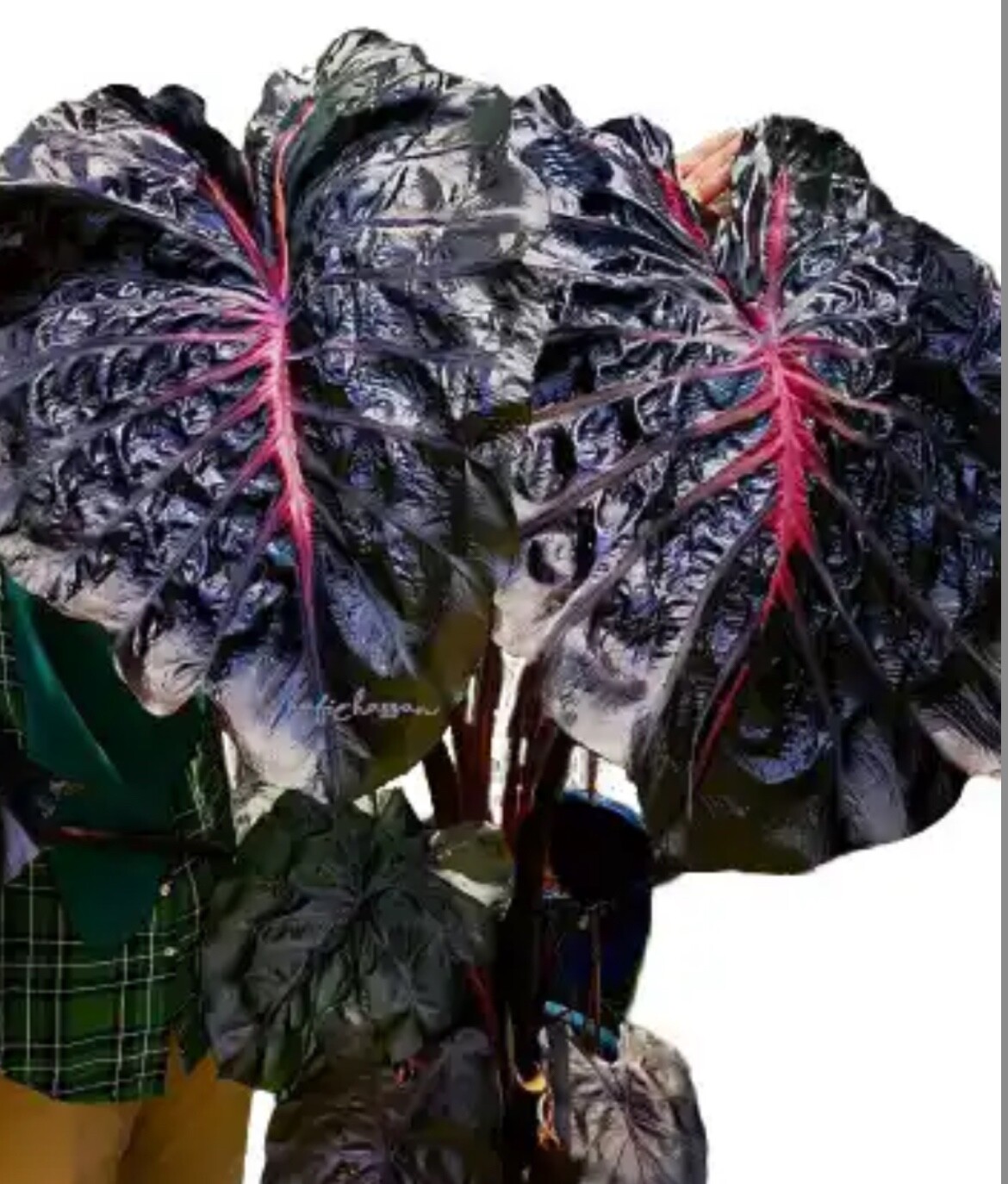 AUTHENTIC Colocasia Black Lava 1 bulbs