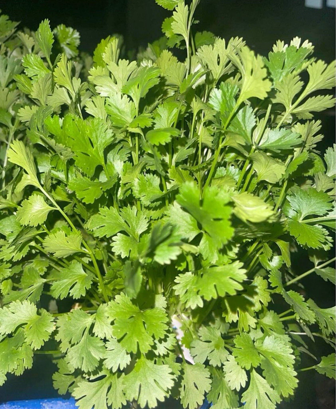 50+ Cilantro Seeds (Split), Leisure Coriander, Coriandrum sativum