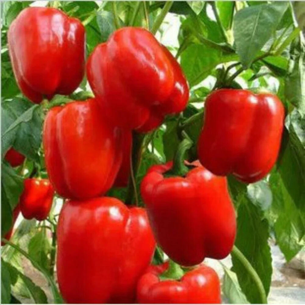 30+ seeds, Sweet Pepper – Big Red Bell, Open pollinated, heirloom, easy to grow