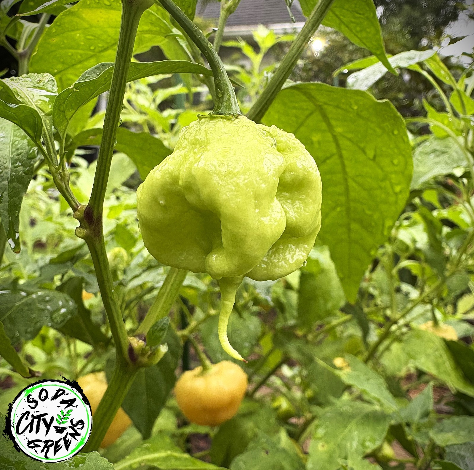 Primotalii Hot Pepper Seeds 10+