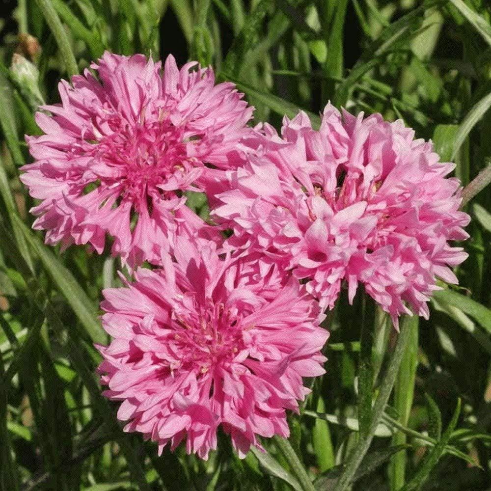 Bachelor Button Seeds, Tall Pink Flower Seeds,”COOL BEANS N SPROUTS”