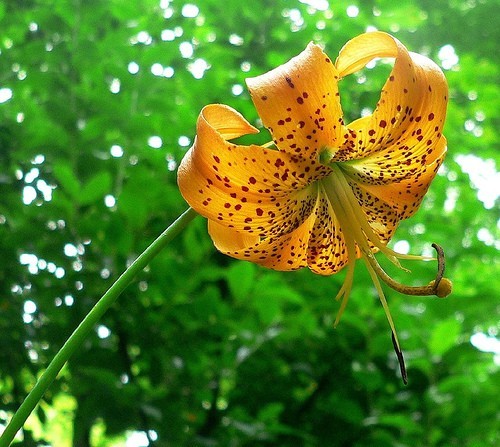 Turk’s cap lily (Lilium superbum) Large#1 size, larger than our #2 size, see pix