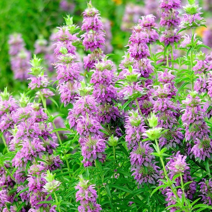 Lemon Mint Monarda (Monarda citriodora) Seed, organic