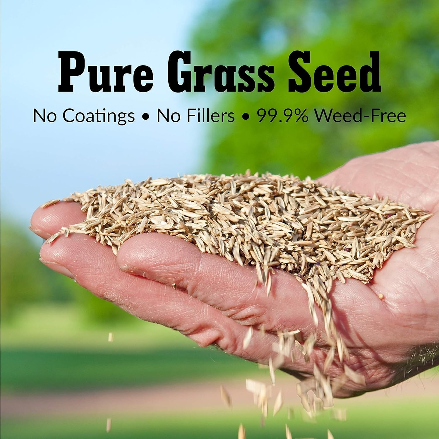 Perennial Ryegrass Seed 20lb – Fast Growing, Durable, Kid & Pet Friendly