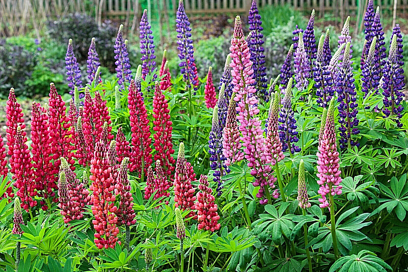 RUSSELL LUPINE MIX 50 SEEDS, MIX OF RED, PURPLE, BLUE/WHITE, PINK, AND MORE…