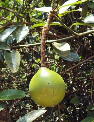 Capparis zeylanica | Ceylon or Indian Caper | 10 Seeds