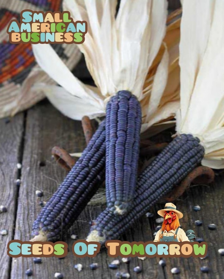 35 Organic Blue Hopi Corn Seed Non-GMO Heirloom- With Bonus!
