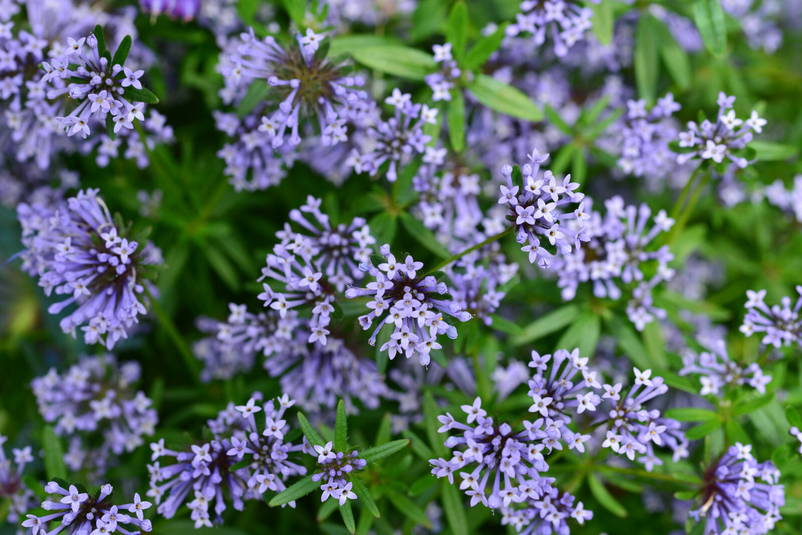 20 BLUE SURPRISE WOODRUFF ASPERULA Orientalis Azura Herb Flower Seeds *Comb S/H