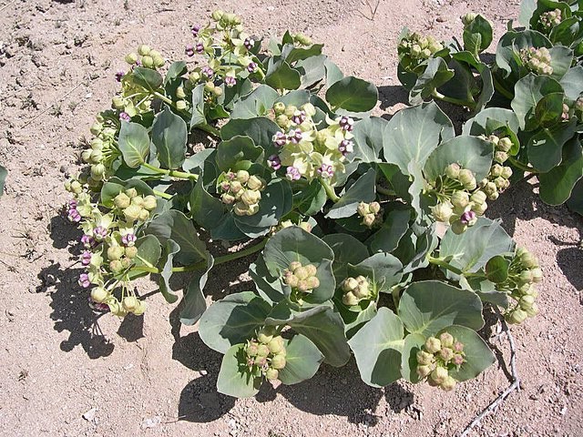 Asclepias cryptoceras | Pallid Milkweed | 5 Seeds