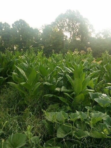100 Virginia Gold Tobacco Seeds Organic Non Gmo Pesticide Free Heirloom Easy