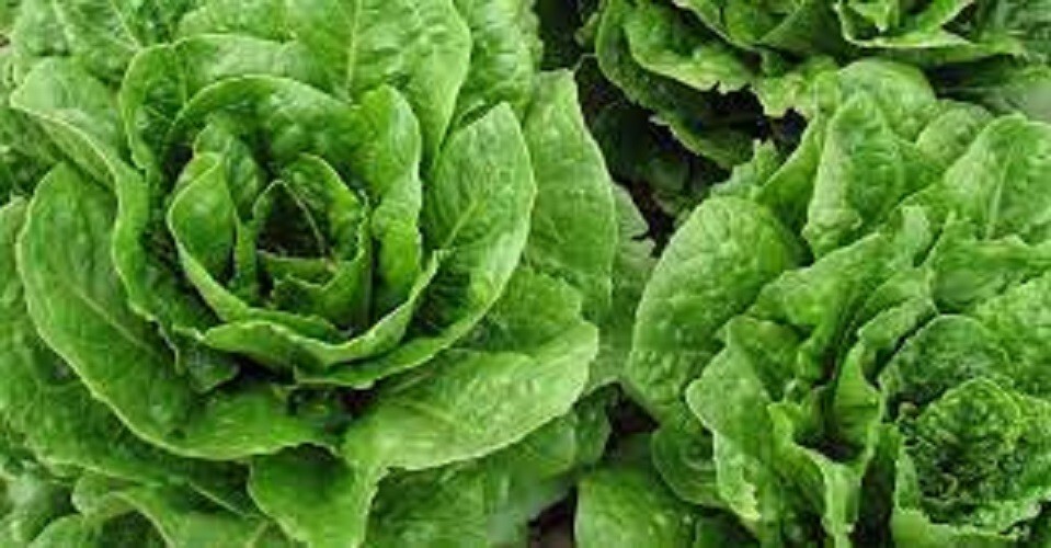 Premium Parris Island Romaine Lettuce – Fresh Organic Heirloom Seeds. Popular!