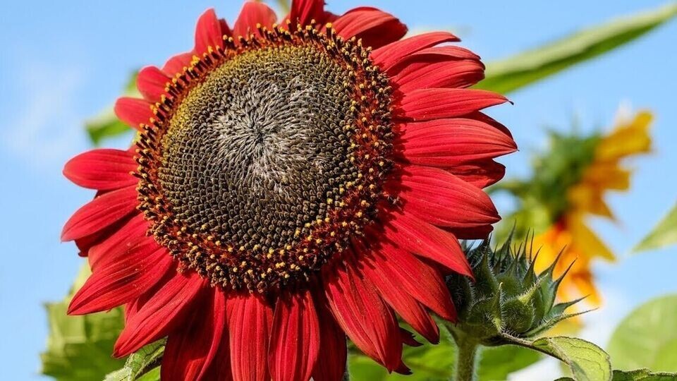 50+ RED SUN RARE SUNFLOWER SEEDS – BEAUTIFUL – NON GMO – HEIRLOOM — FRESH