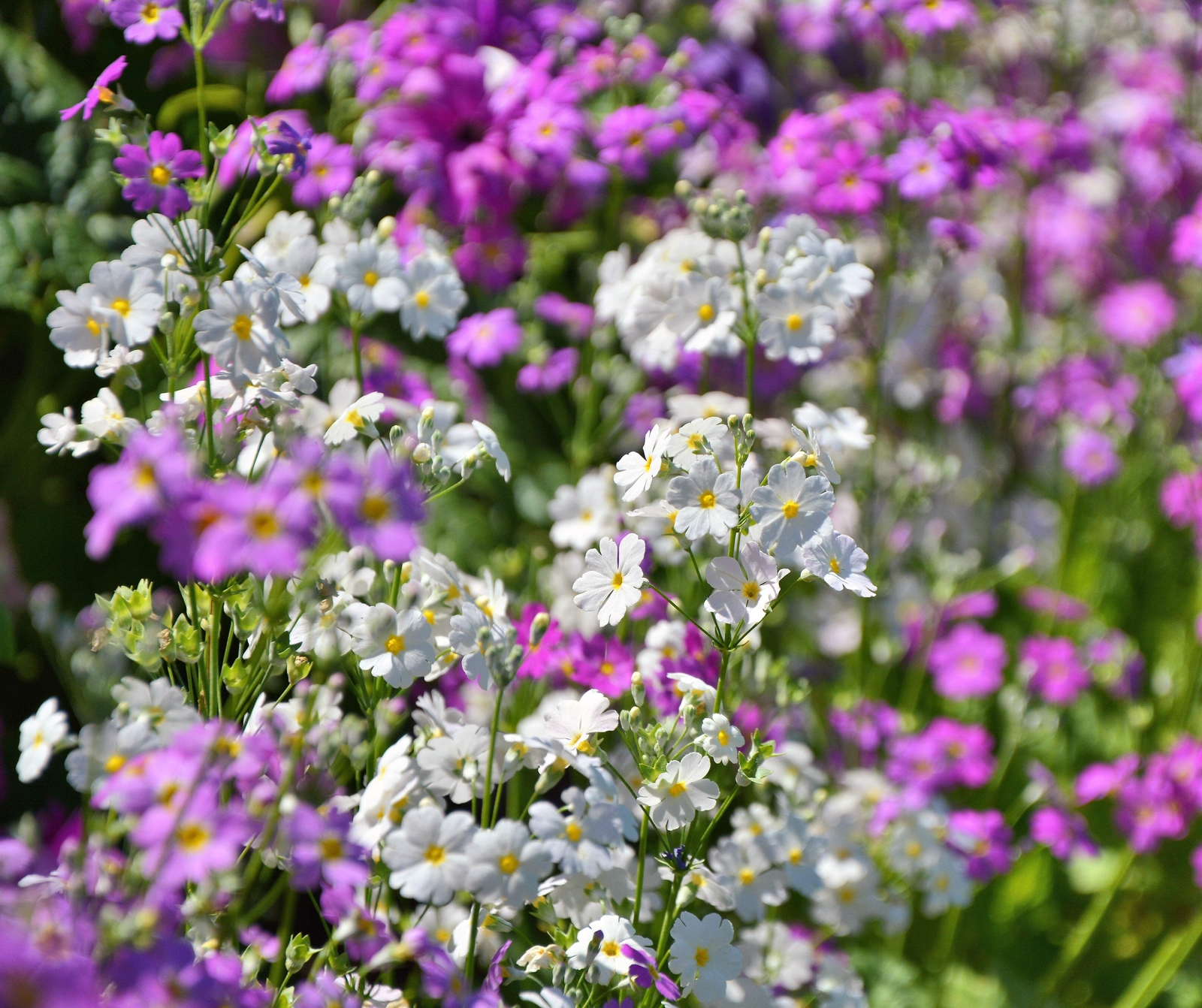 100 WHITE FAIRY PRIMROSE Primula Malacoides Shade Houseplant Flower Seeds