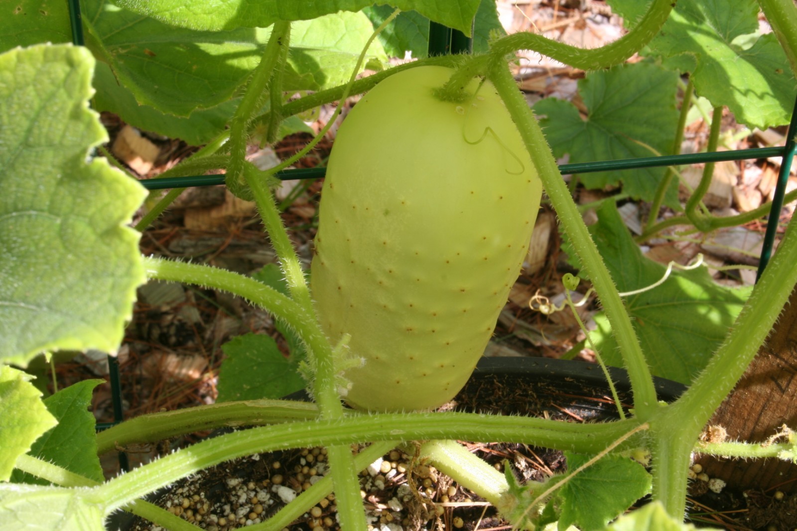 31+MINIATURE Sweet White Bush CUCUMBER Seed Container Vegetable Garden Organic