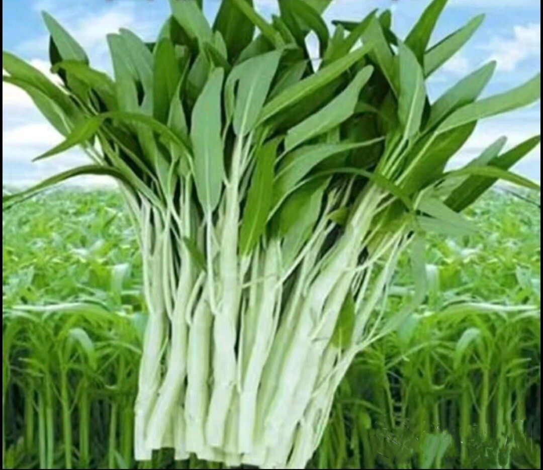 100+ Seed Water Spinach White for Yard & Garden – Non-GMO, Green Leaf Vegetable