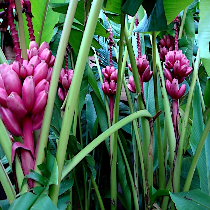 20 Pink Dwarf Banana Tree Fruit Plant Seeds (Musa velu.) Rare Fast Hardy-Zone 7b