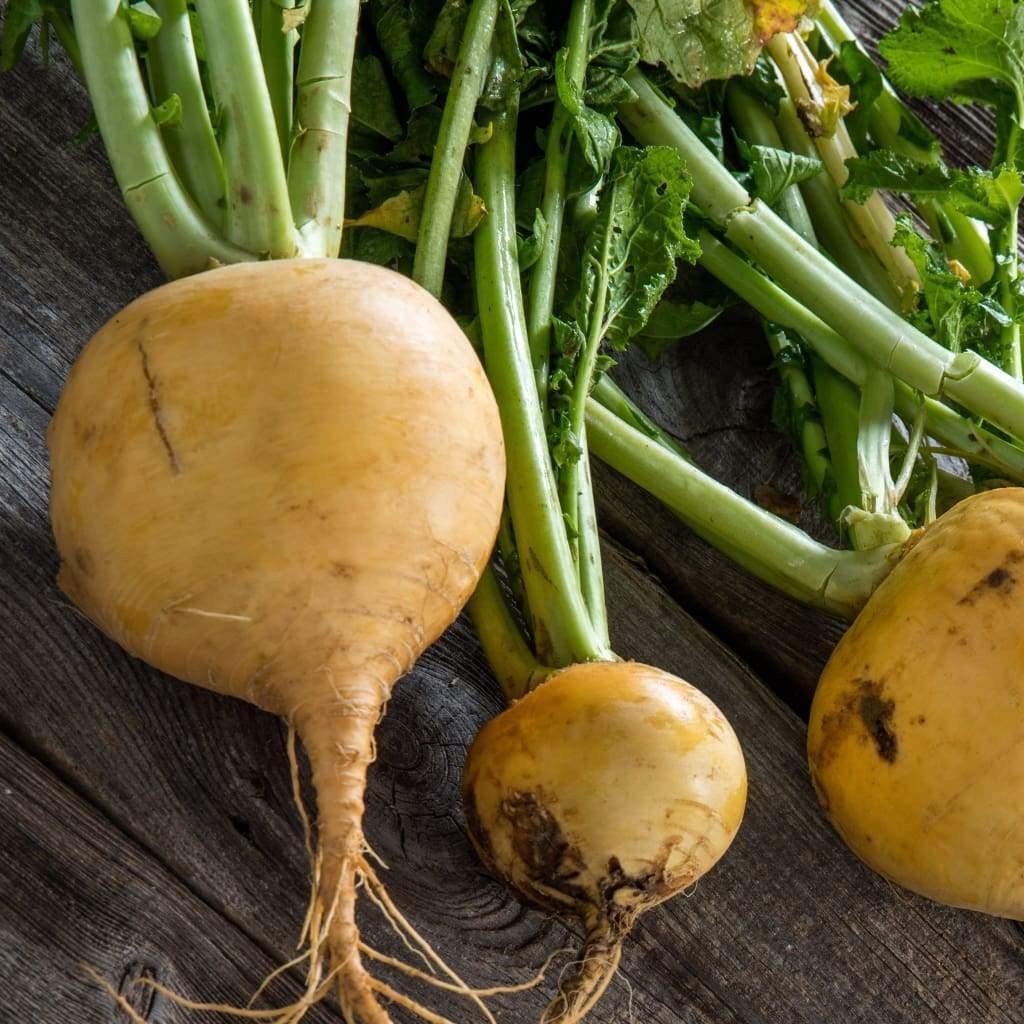 Golden Globe Turnip Seeds, NON-GMO, Variety Size Packets, FREE SHIPPING