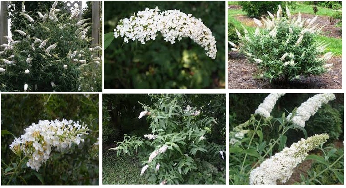 #50 Special Listing For 7 Different Kinds Of Butterfly Bush Seeds