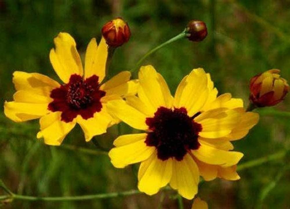 Coreopsis Seeds , Plains Coreopsis Flower Seeds, “COOL BEANS N SPROUTS” Brand.