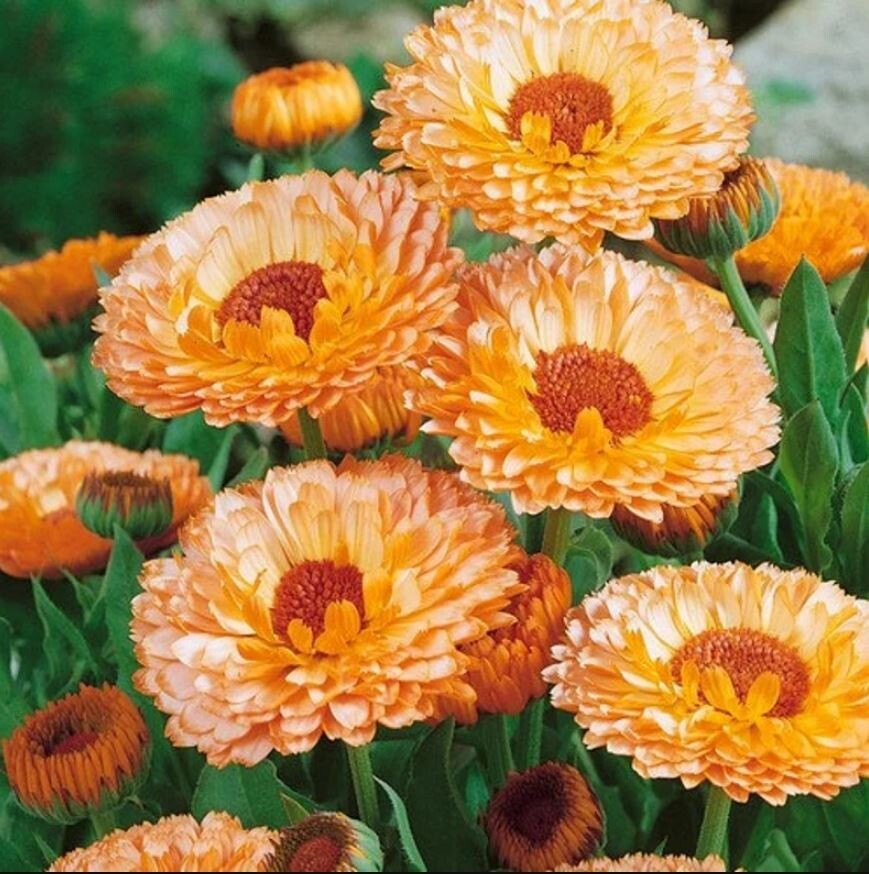 50+Seeds | Pink Surprise Calendula Seeds #H005