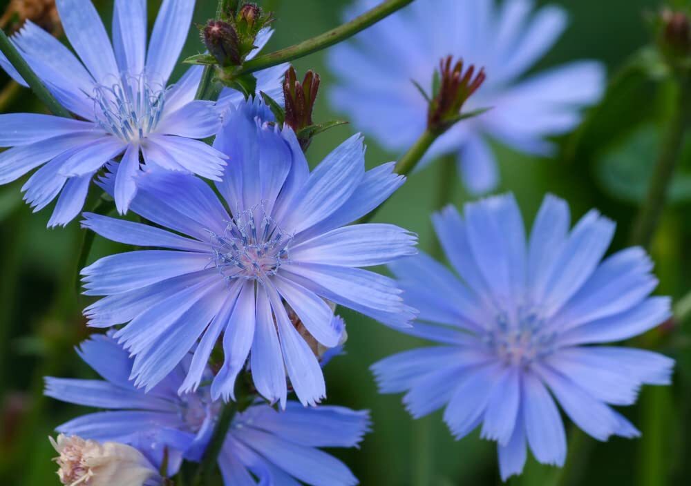 Chicory Wildflower Seeds for Planting – Beautiful Blue Wildflowers