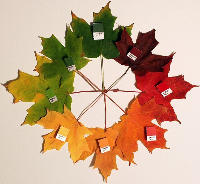 25 SUGAR MAPLE SYRUP TREE Native Rock Fall Color Acer Saccharum Seeds *Comb S/H