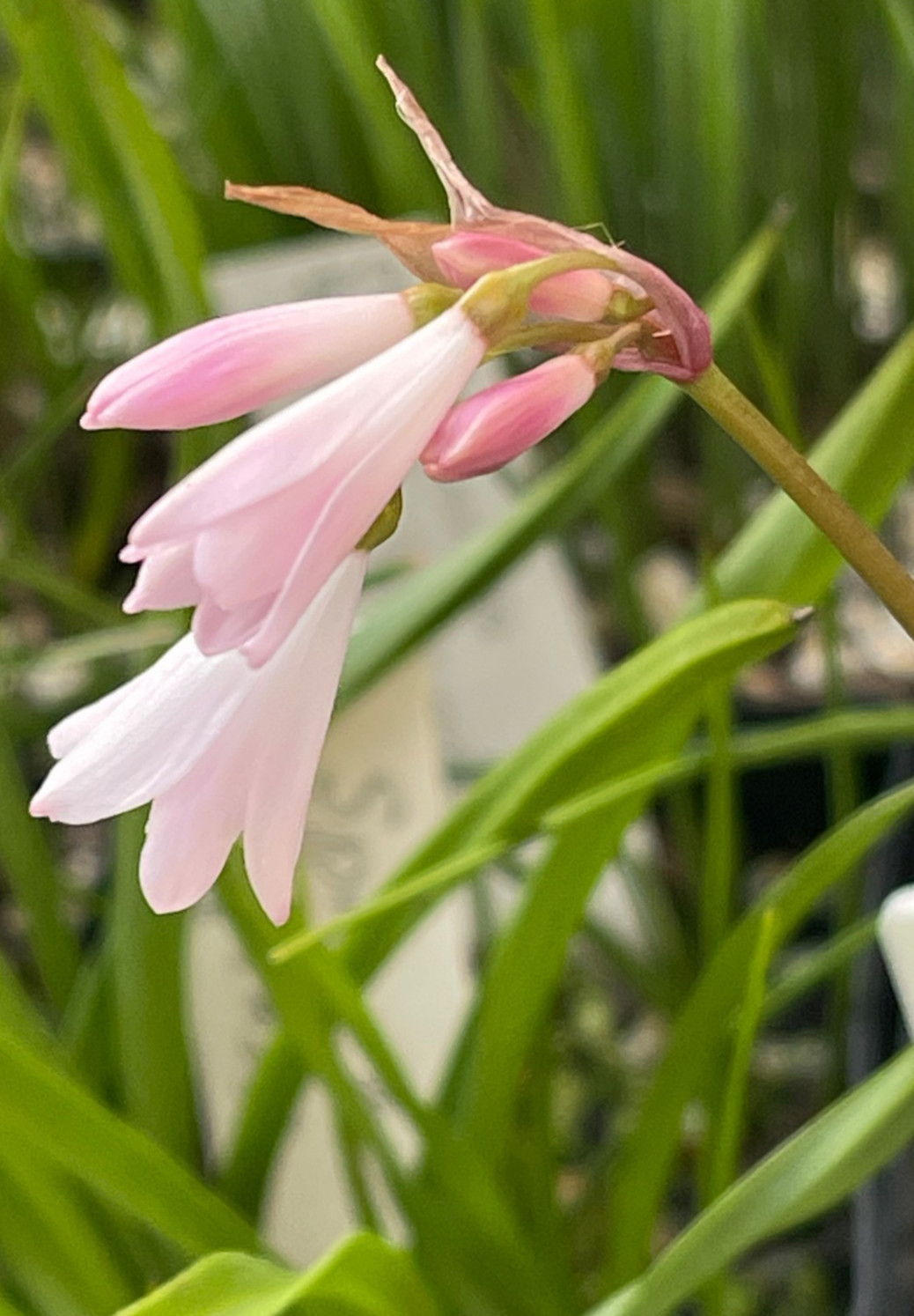 Bulbs E, CHOOSE 2: Oxalis palmifrons, Romulea hantamensis, Strumaria prolifera