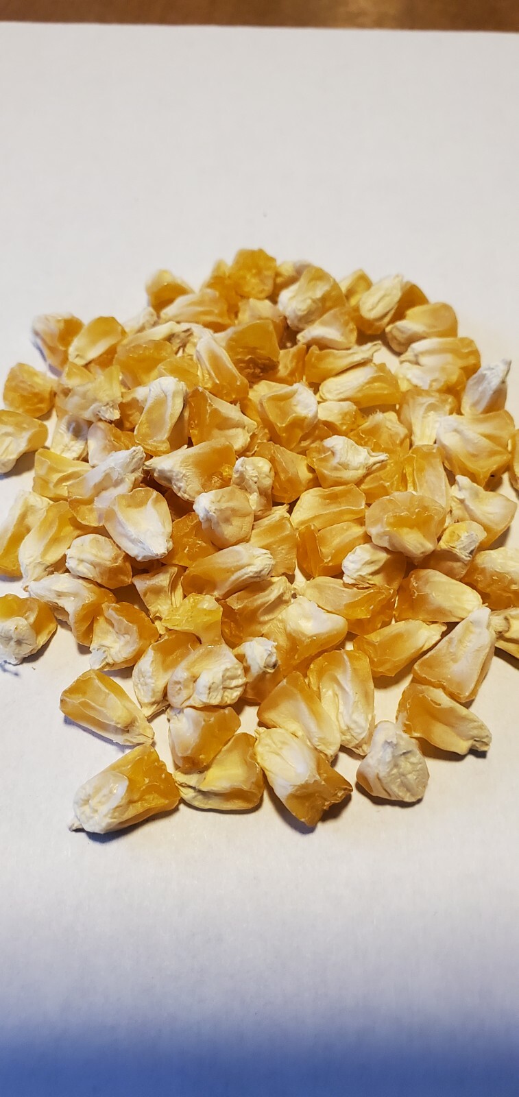 1/2 Pound ( 1600 Seed) “Incredible” Variety Sweet Corn Seeds Untreated Non GMO