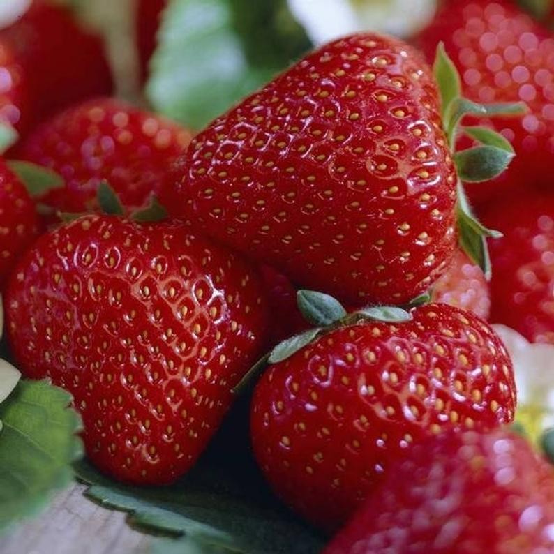 Best Selling Strawberry Collection (Pack of 18 Plants) Earliglow, Honeoye, Jewel