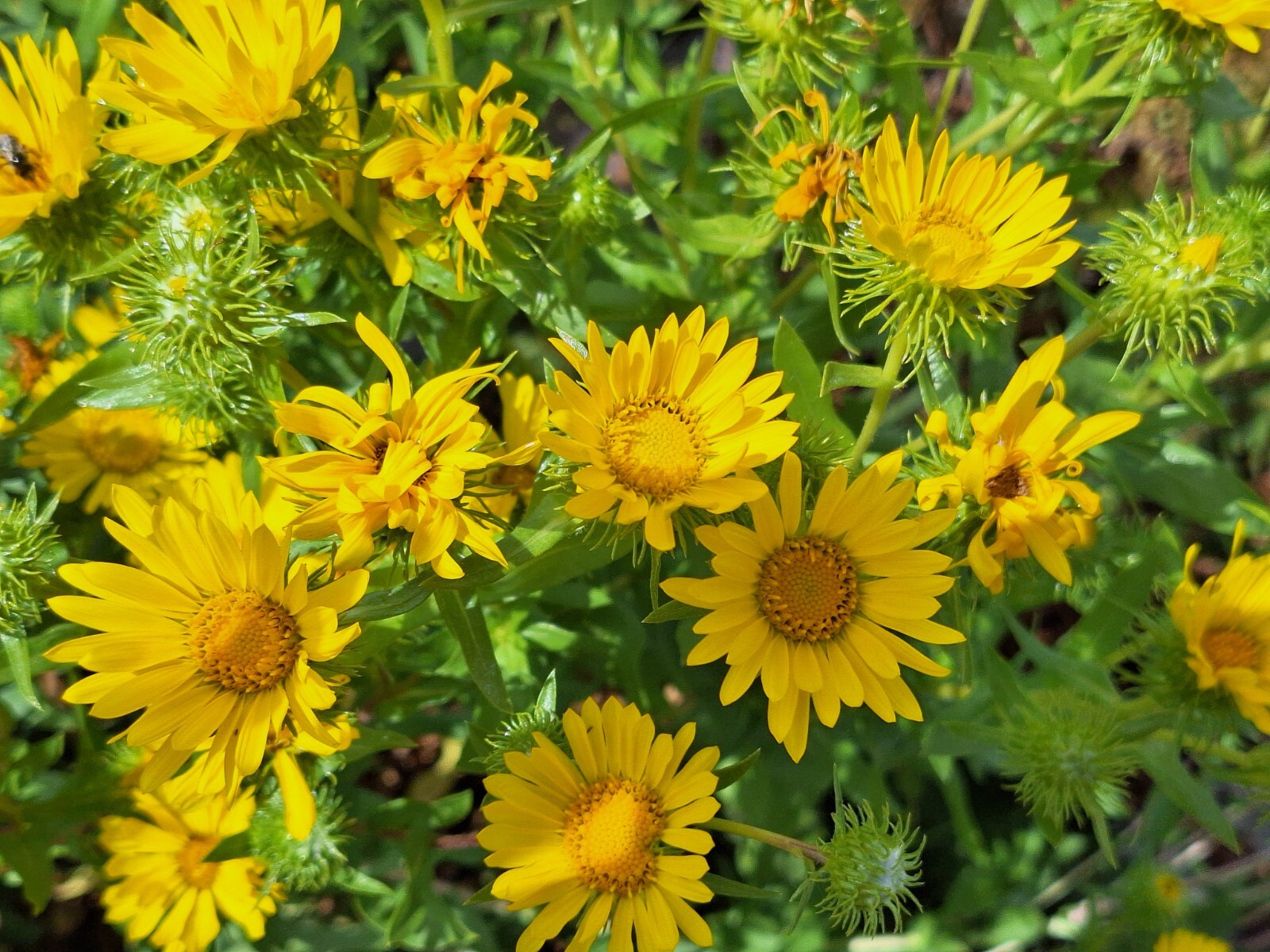 Puget sound gumweed, 200 seeds, Grindelia, medicinal herb, wildflower