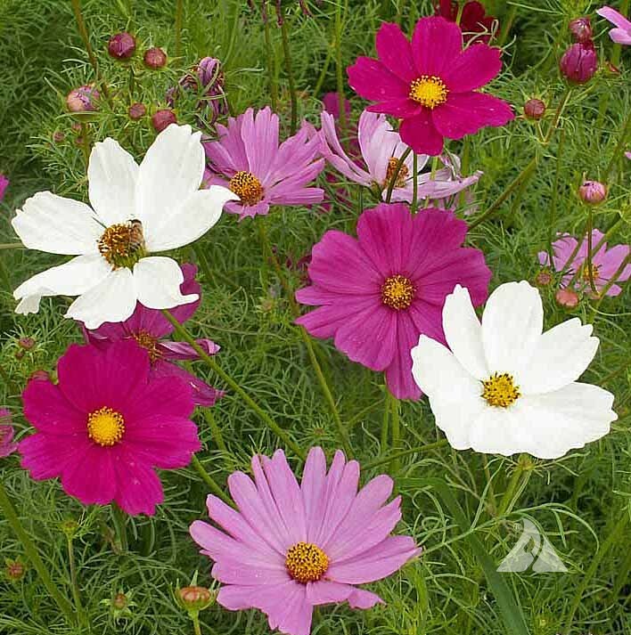 Cosmos Seeds Sensation Mix 100 Ct Flower Garden ANNUAL USA SELLER FREE SHIPPING
