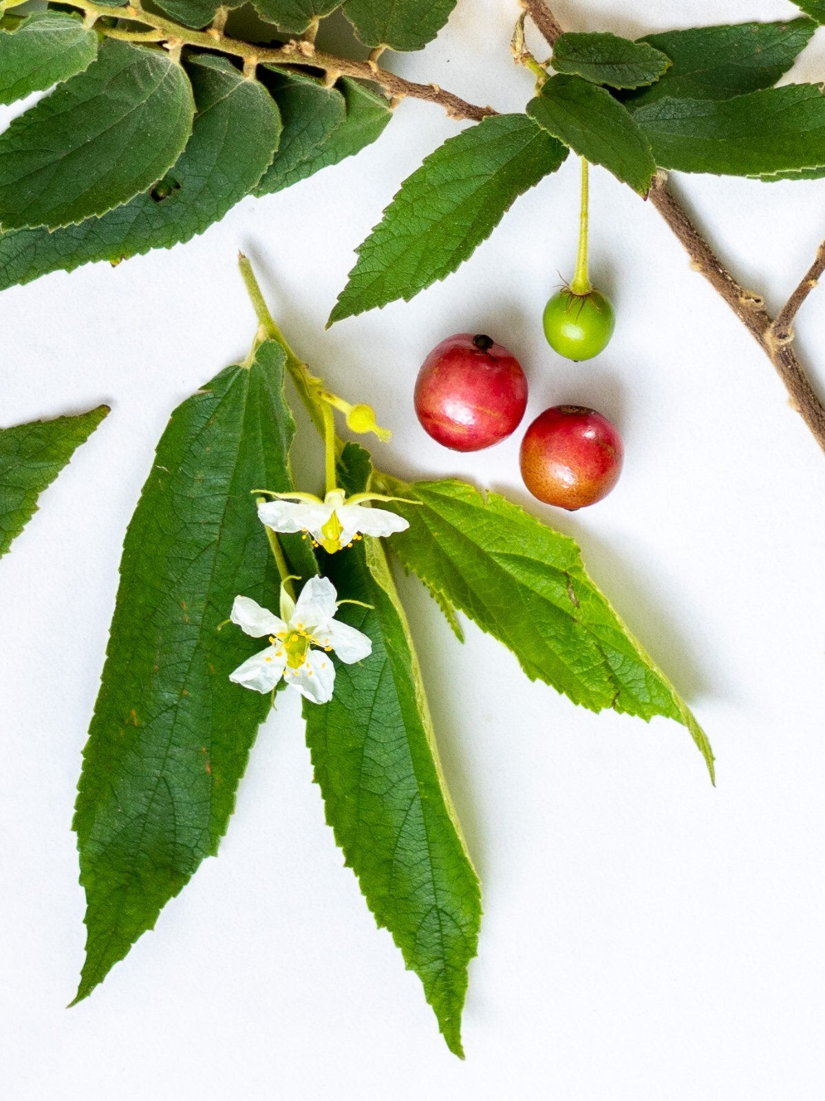 Jamaican Cherry aka Strawberry Tree Muntingia calabura ~ Rooted Starter Plant