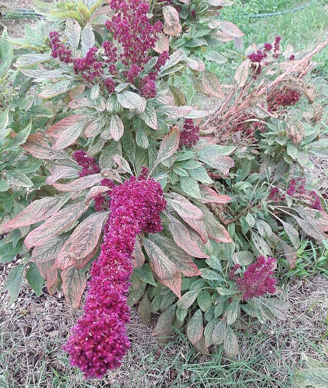 Amaranthus gangeticus | Elephant Head Amaranth | 50 Seeds
