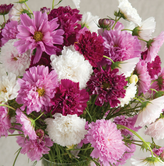 Cosmos DOUBLE CLICK MIX Cut Flower Bride Garden Elegant Blooms Heirloom 25 Seeds