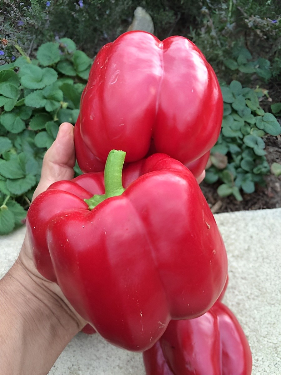 100 Giant Heirloom Quadrata D’Asti Rosso Bell Pepper Seeds Huge 6″-7″ Inch Bell