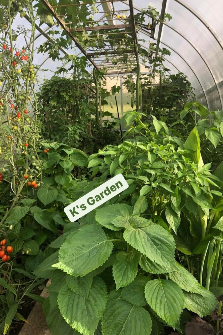 (250+ pcs)KOREAN SHISO HERD SEEDS (PERILLA), RAU MÈ HÀN QUỐC, 들깨 깻잎, 朝鮮紫蘇 シソ