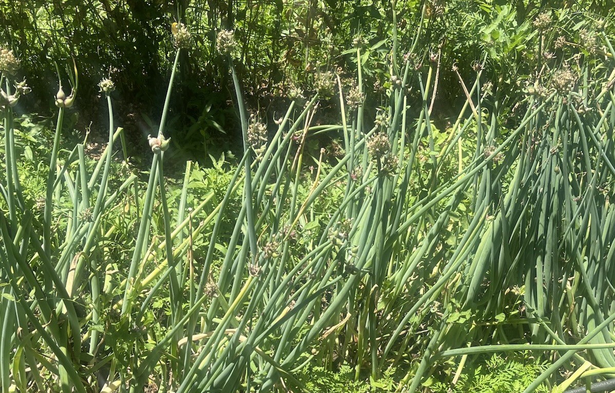 HEIRLOOM ONION BULBILS, RED CATAWISSA EGYPTIAN WALKING ONIONS (10 BULBILS)