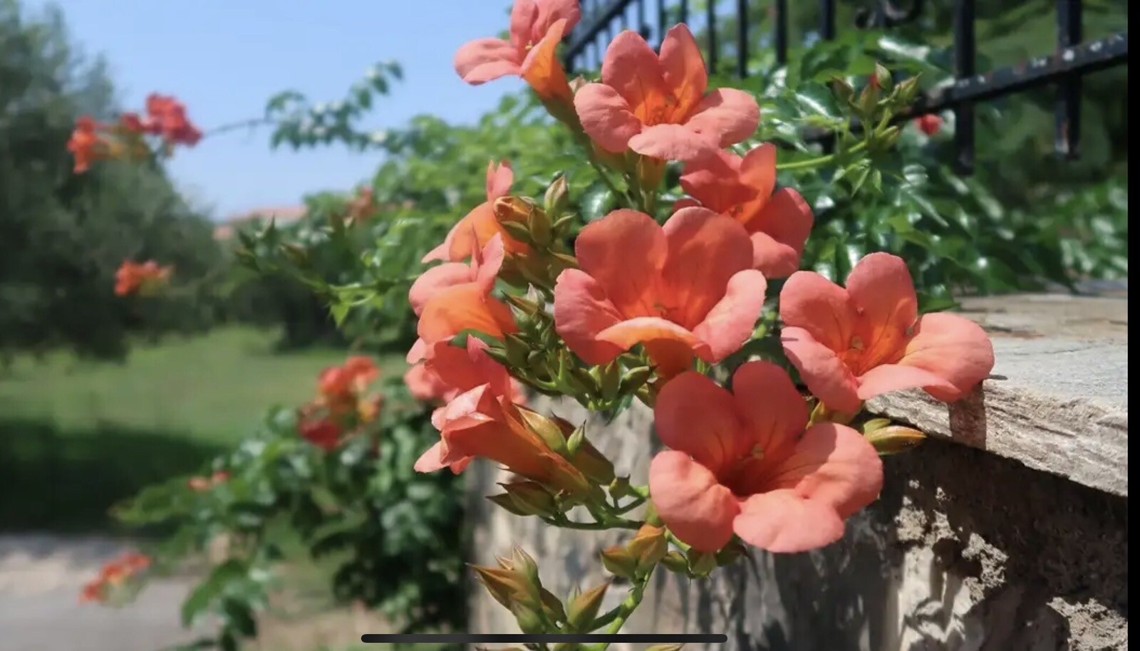 50++ Trumpet Vine Seeds (Campsis radicans) Orange. Free Shipping!