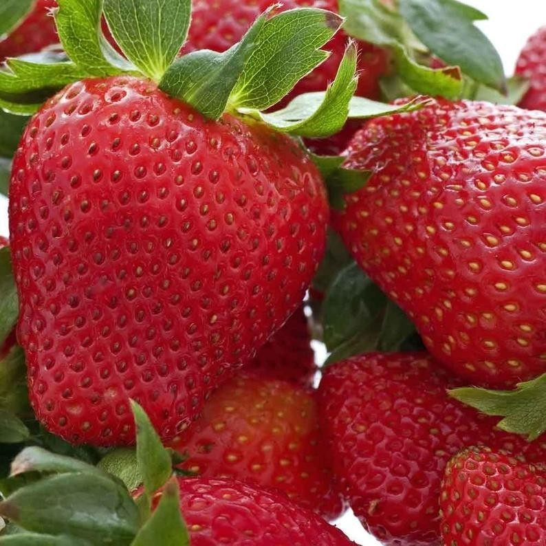 6 XL Strawberry Plants “Honeoye”- Excellent flavor(Pack of 6 Bare Root)Zone:4-8