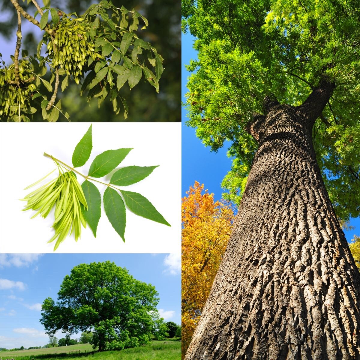 Green Ash tree seeds 15