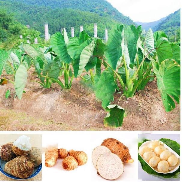 3 LIVE Colocasia Esculenta Elephant Ear Taro Gabi Kalo Eddo Bulbs READY to GROW