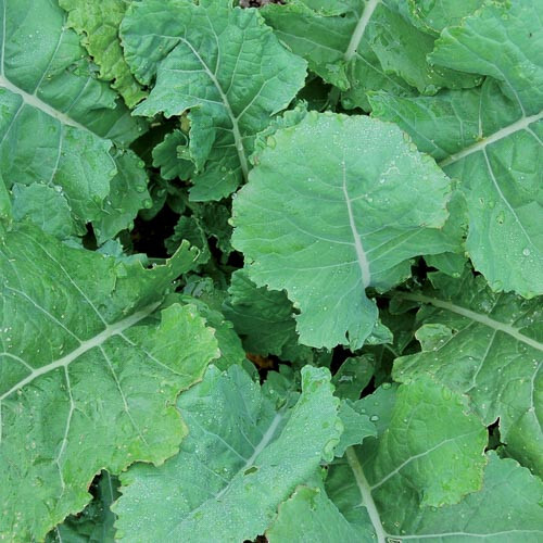 250 GEORGIA COLLARD SEEDS FRESH HARVEST FOR 2024 GARDENS US SELLER