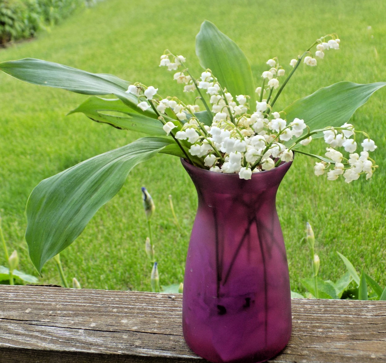 Lot of 8 Lily of Valley pips– which have yet to bloom!