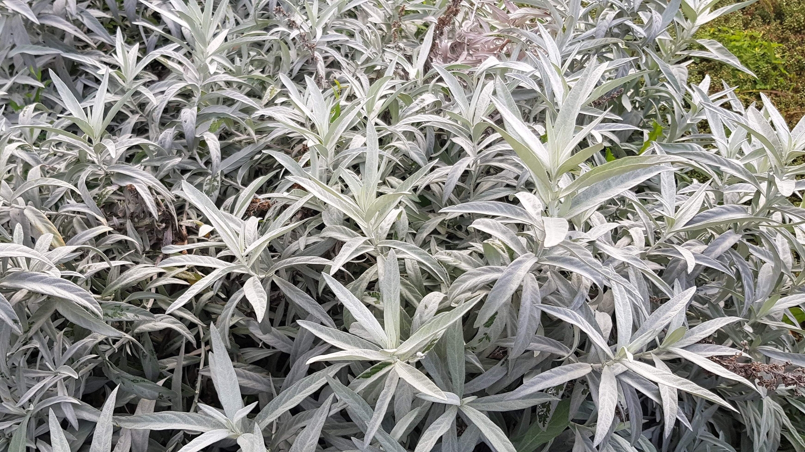 200 PRAIRIE SAGE Wormwood Fringed Sagebrush Sagewort Artemisia Ludovician Seeds